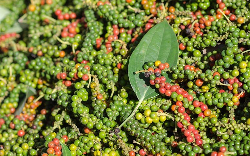 Pepper plantation