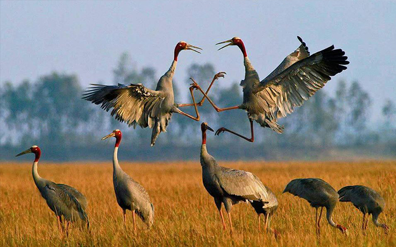 Anlong Pring Crane Bird Sanctuary