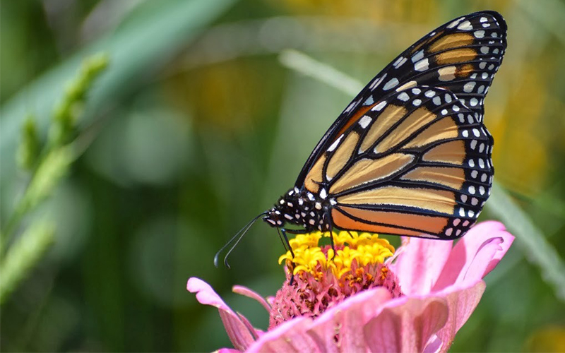 butterfly farm