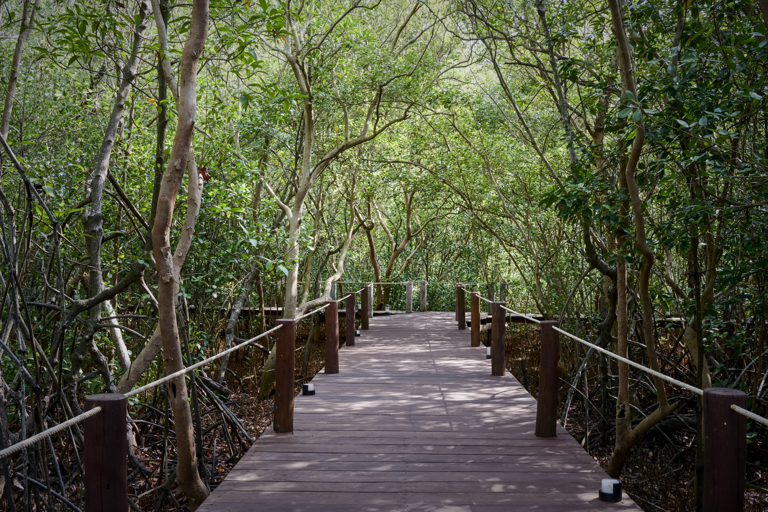 Mangrove Forest Facilities at Samanea Beach Resort in Kep
